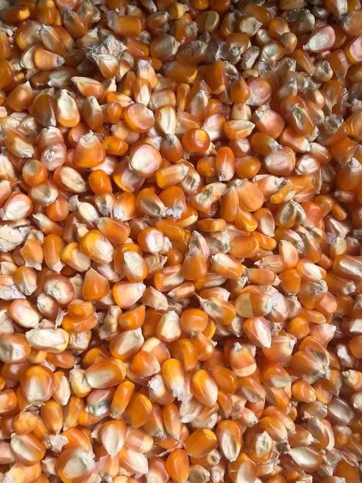 Corn